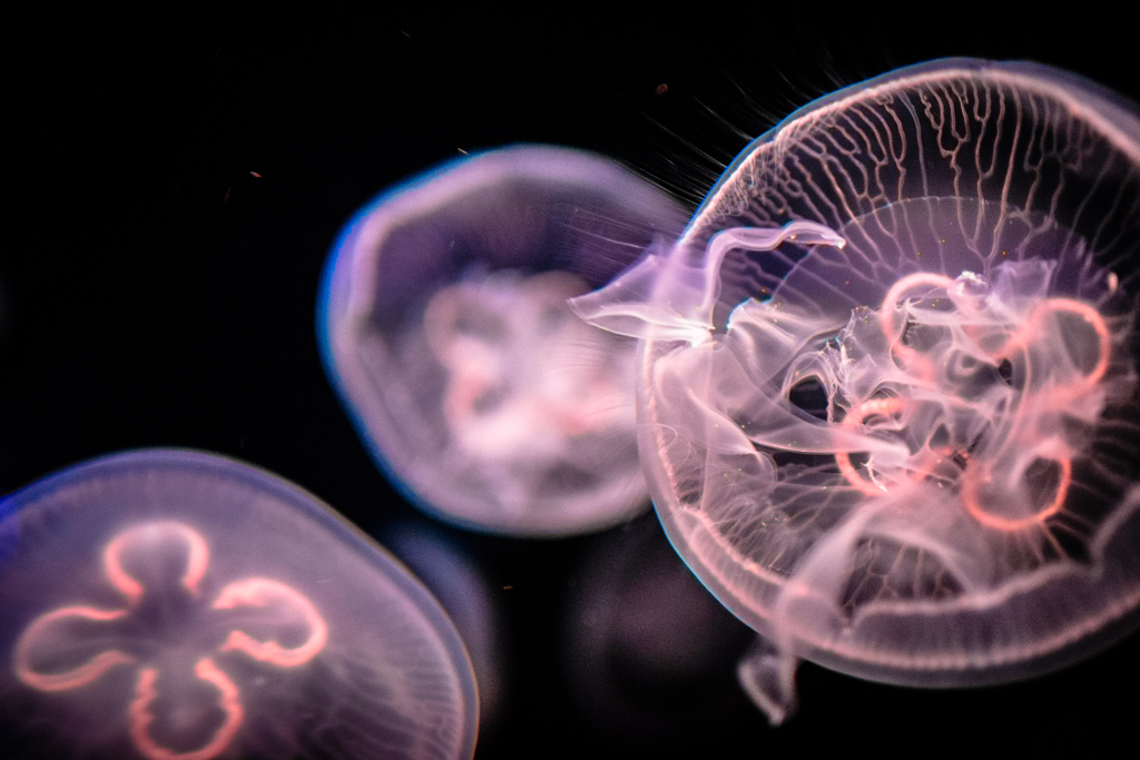 JELLY FISH