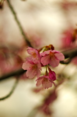 桜葛湯のように