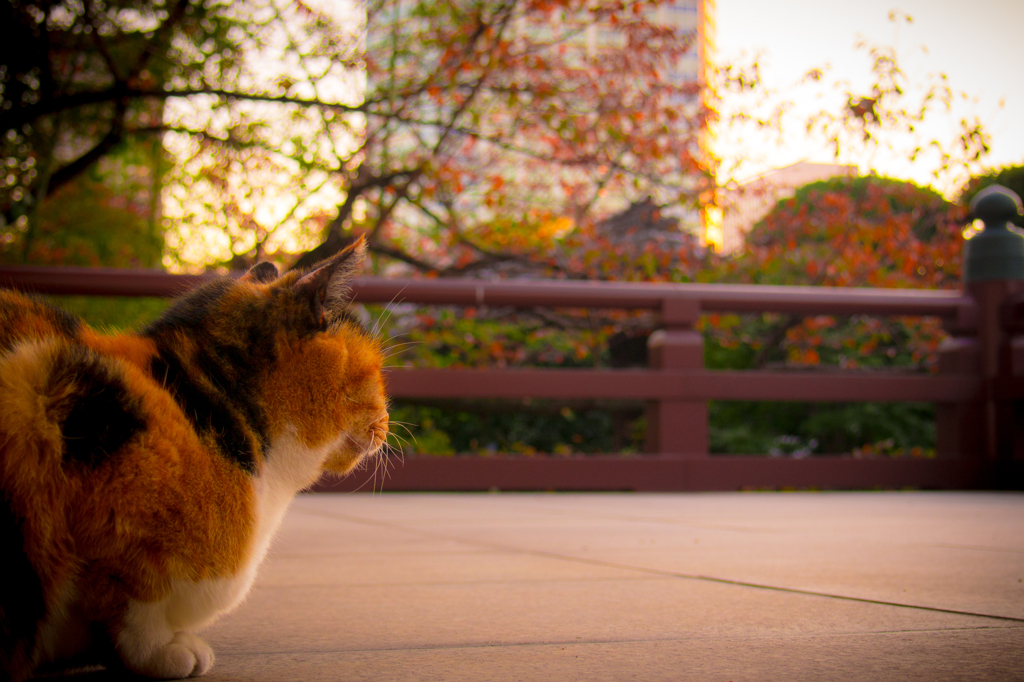 黄昏の風流人（猫）