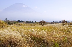 富士山とススキ