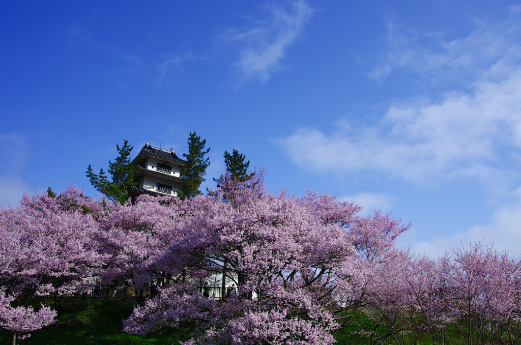 桜の思い出