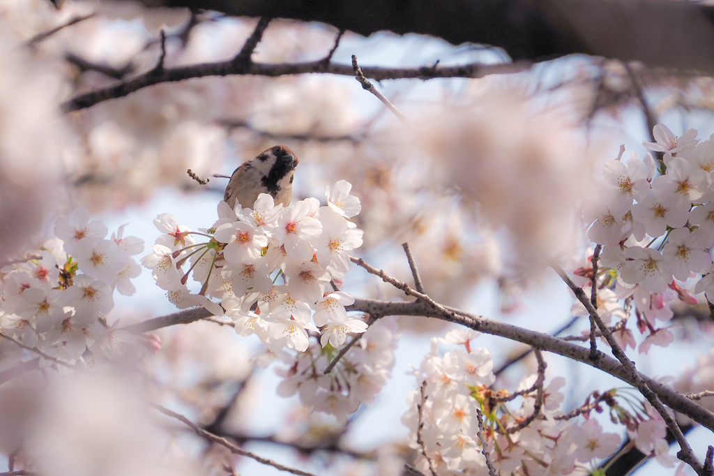 花雀