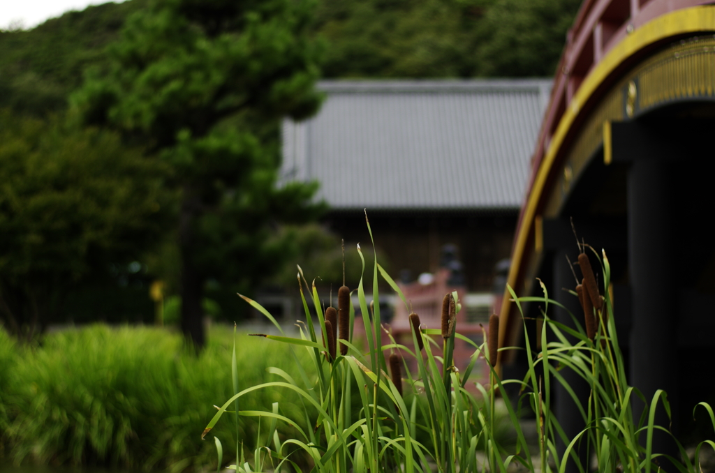 蒲のある風景