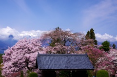 桜に抱かれた寺