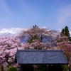 桜に抱かれた寺