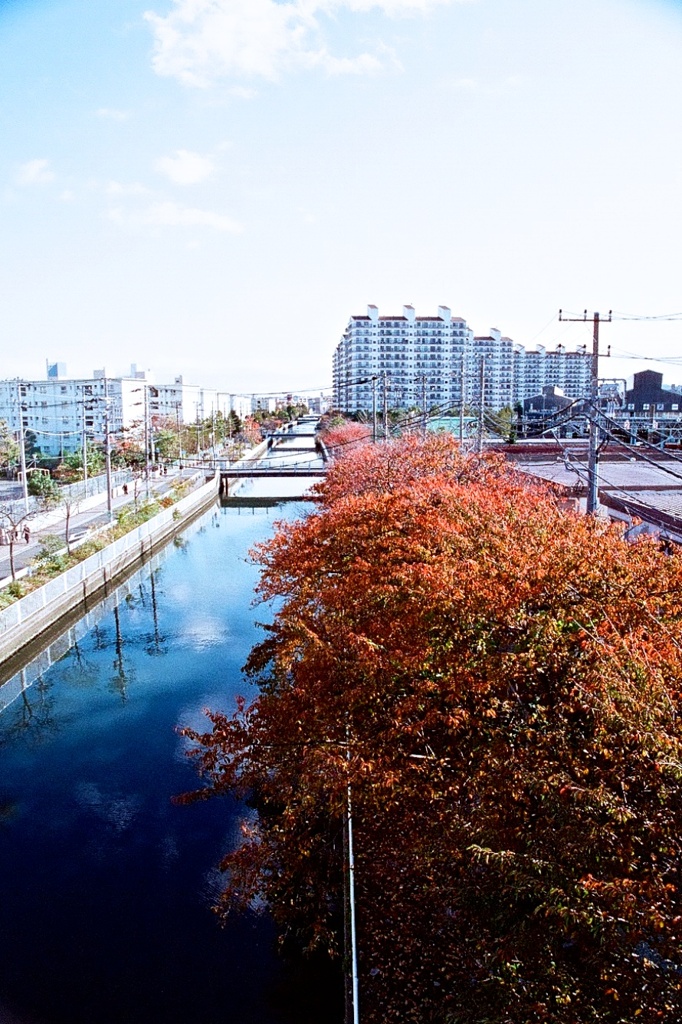 川沿いの紅