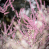 梅花爛漫
