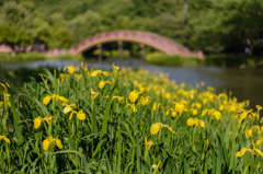 初夏の彩り