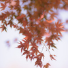 近所も紅葉 1