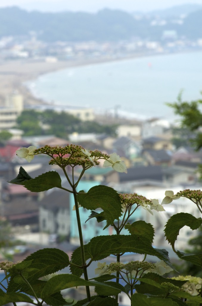 鎌倉、紫陽花の咲く季節。