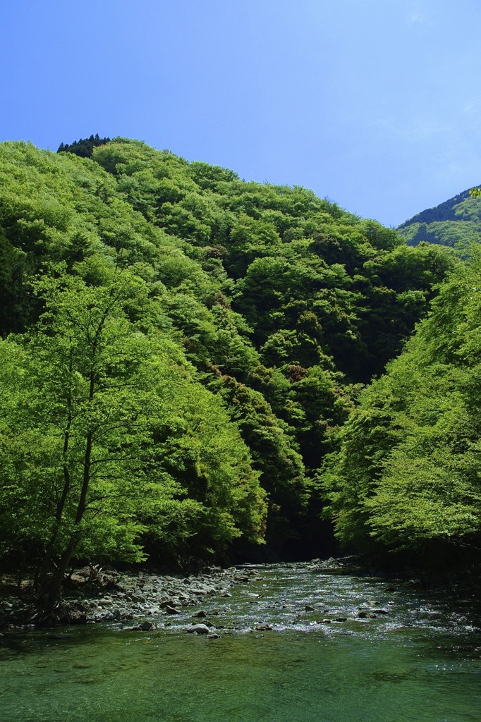 新緑の季節