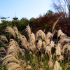 紅葉の三渓園