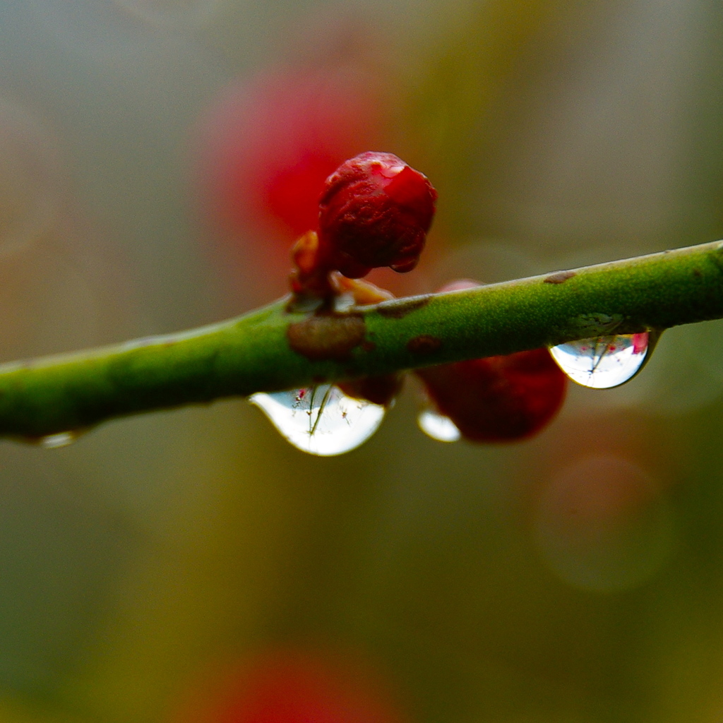 雨、梅。