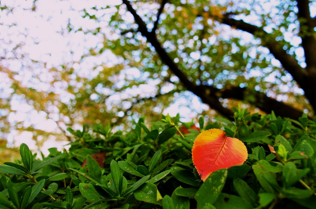 もう少し、ここに居るよ