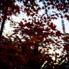 東京、紅葉の夕