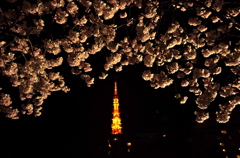 “The” 東京夜桜