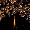 “The” 東京夜桜