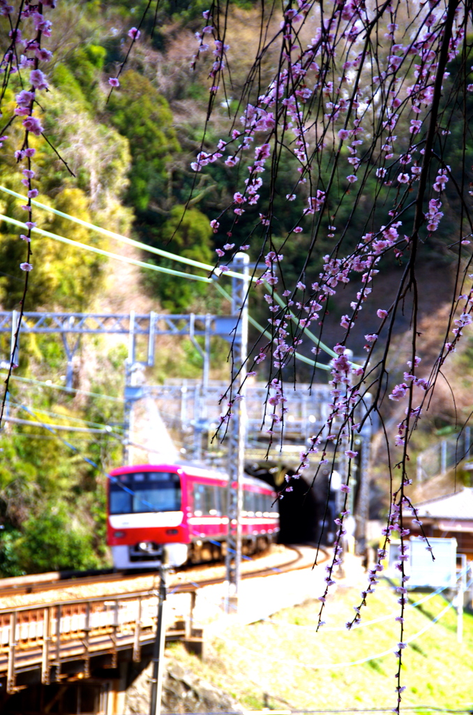 電車、トンネル、しだれ梅