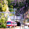 電車、トンネル、しだれ梅
