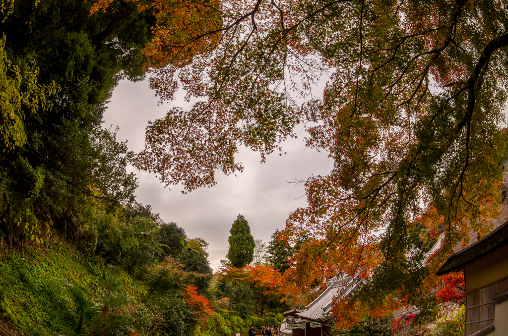 めくるめく紅葉の季節へ