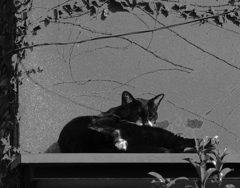 黒猫の休息