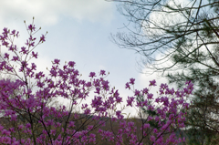 桃色山桜