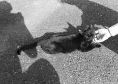 黒猫の堪能～信楽にて