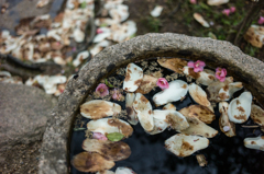 水面（みなも）の花鏡