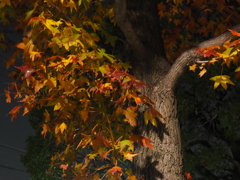 夜の紅葉