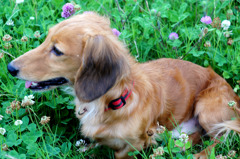 お花畑で、おっさん犬が、、