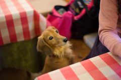 猫を被った、うちの犬