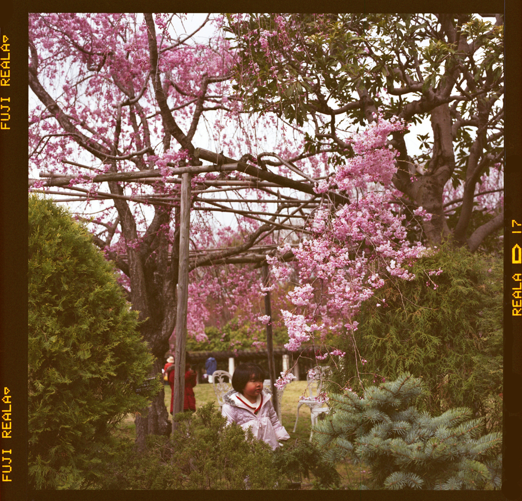 Girl Meets Pink Flowers