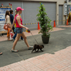 Walking with her dog and boy