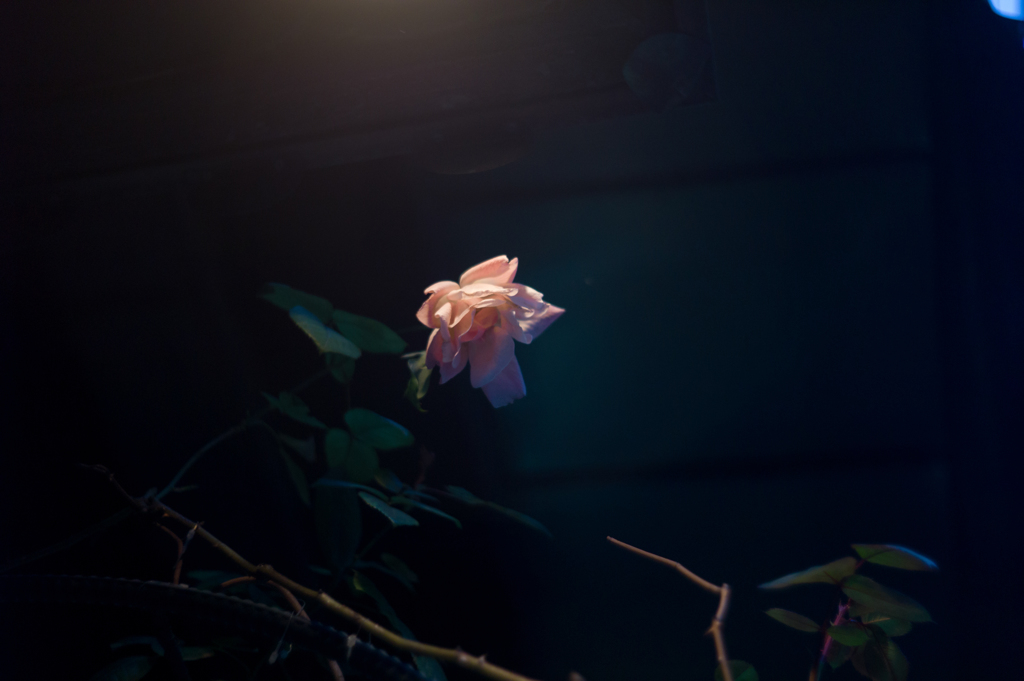 暗闇に咲く薔薇