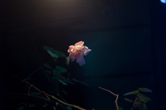 暗闇に咲く薔薇
