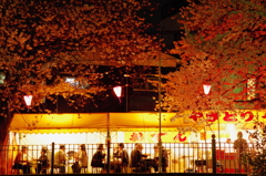 日本人と桜