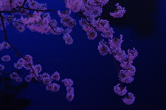 薄暮に浮かぶ桜色