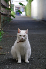 ねこ：「さぁ、撮りなさいよ」