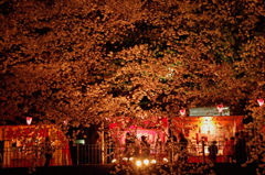 桜と屋台