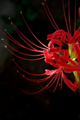 赤い華