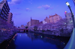 夕暮れ桜