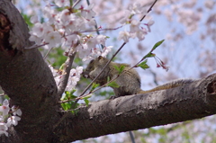 むしゃむしゃ