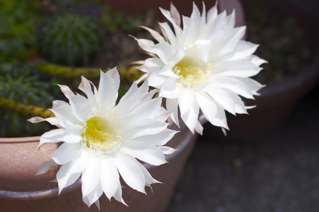 サボテンの花