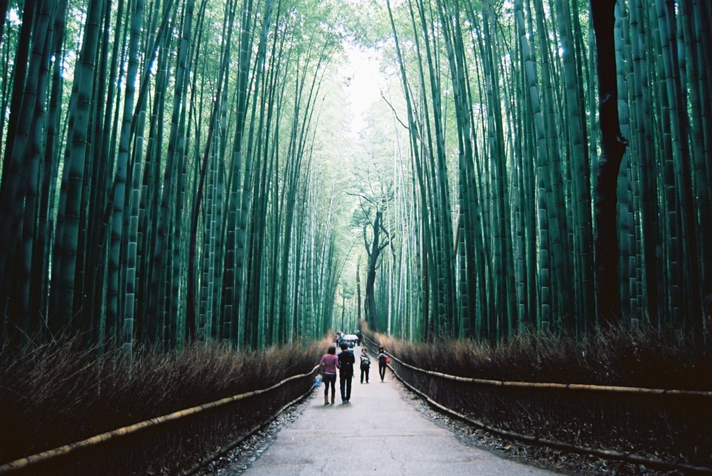 嵐山～竹林の道