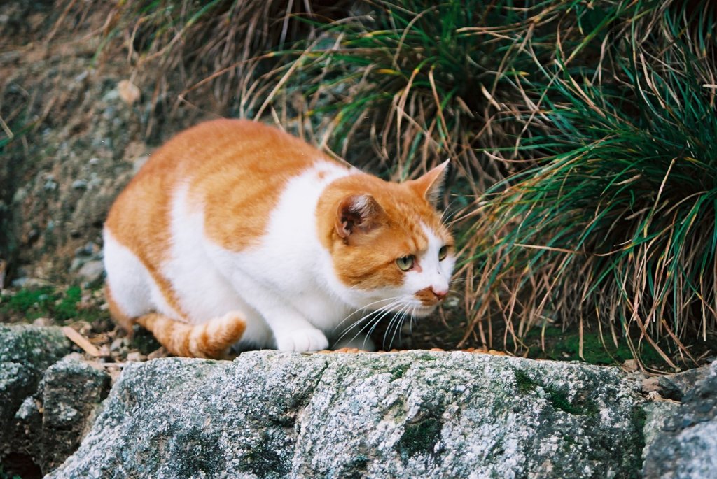 京都～大徳寺にいた猫
