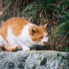 京都～大徳寺にいた猫