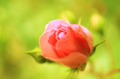 見とれるまでに