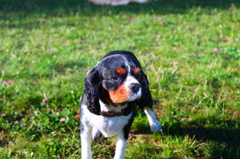 ちかよってもいい?