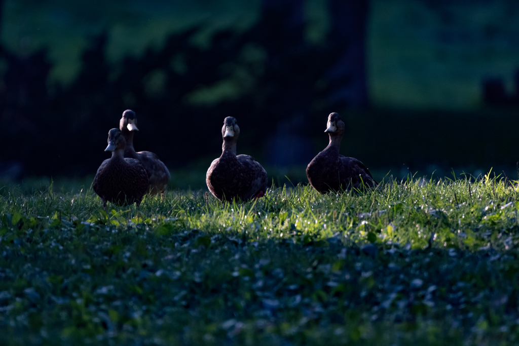 さすらいの四人衆