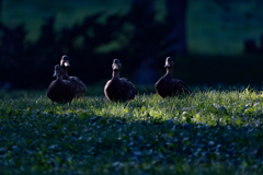さすらいの四人衆